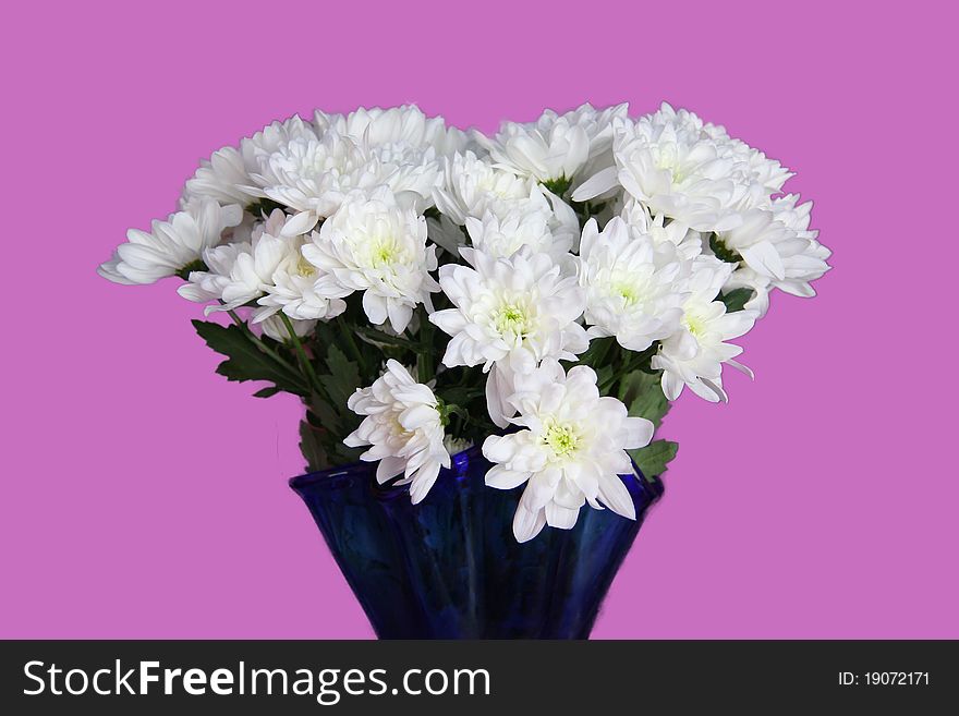 White beautiful flowers on a pink background. White beautiful flowers on a pink background.
