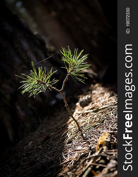 Future pine tree in sunlight. Future pine tree in sunlight