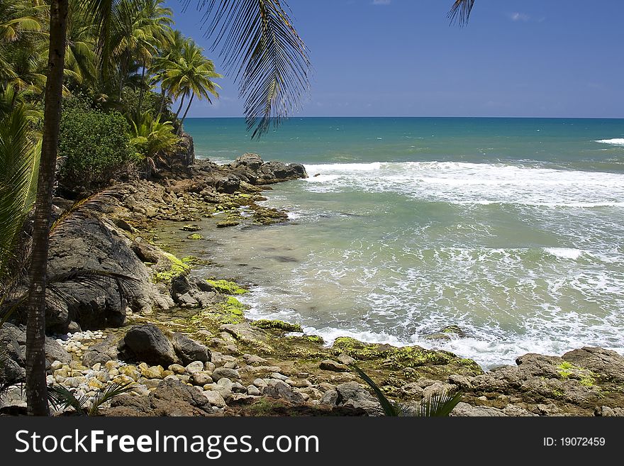 Rocks, Sea And Coconut Tree