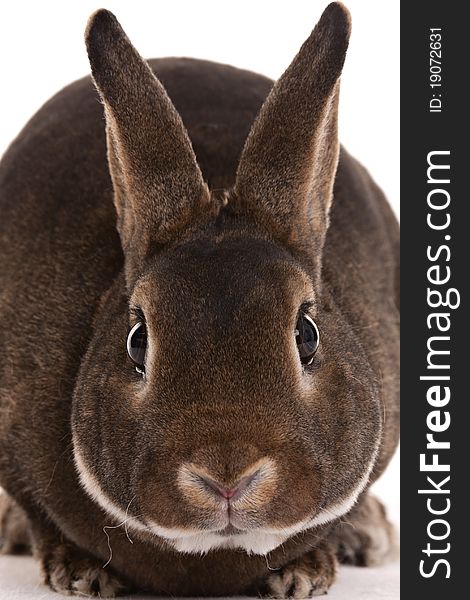 Brown rabbit with brown eyes on white background. Brown rabbit with brown eyes on white background