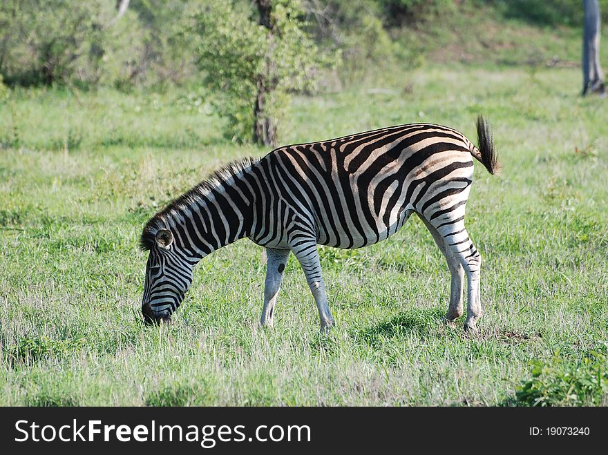 Zebra grazing in Sabi Sands game park