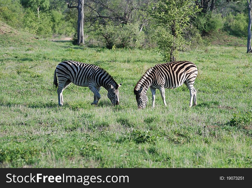 Two Zebra grazing in Londa Loxi game park