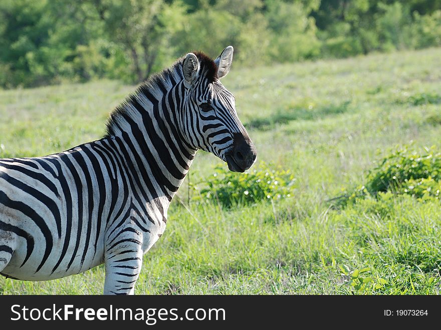 Beautiful Zebra enjoying the sunshine. Beautiful Zebra enjoying the sunshine