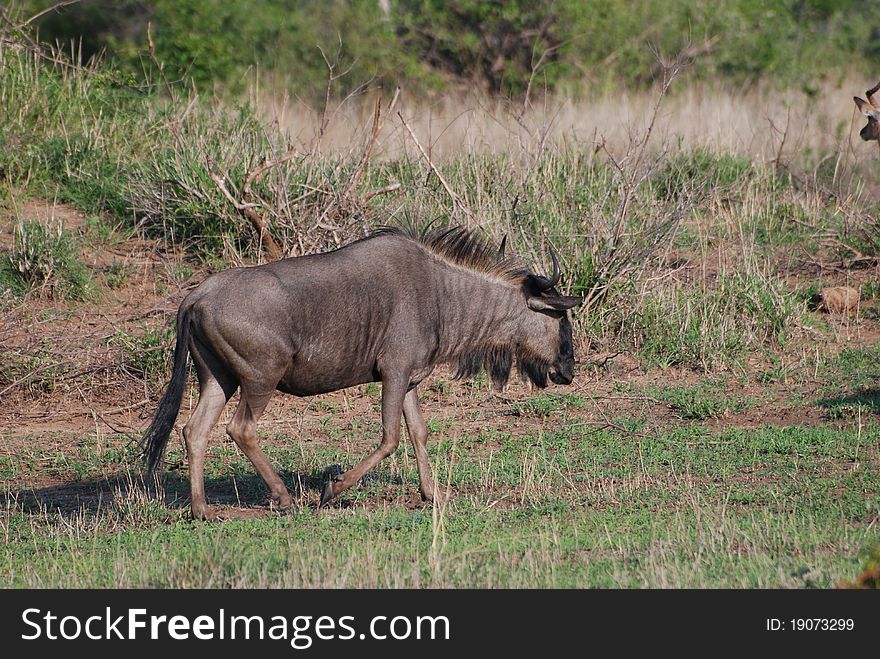 Wildebeast in the bush in Londa Lozi game park