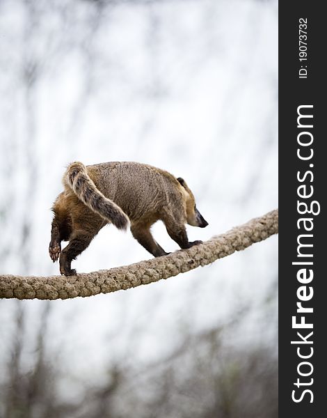 Portrait of a very cute White-nosed Coati (Nasua narica) aka Pizote or Antoon. Diurnal, omnivore mammal