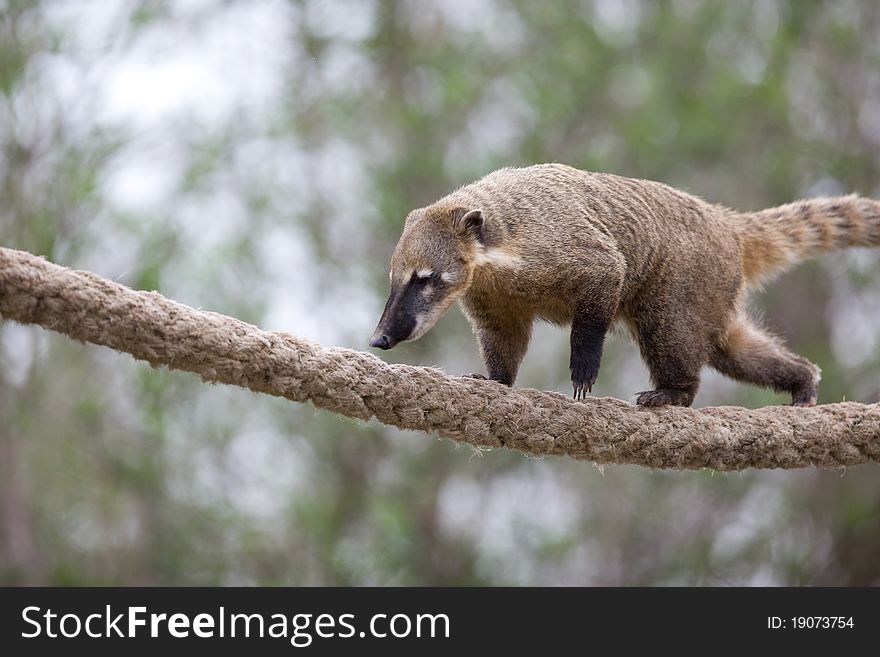 Portrait of a very cute White-nosed Coati (Nasua narica) aka Pizote or Antoon. Diurnal, omnivore mammal