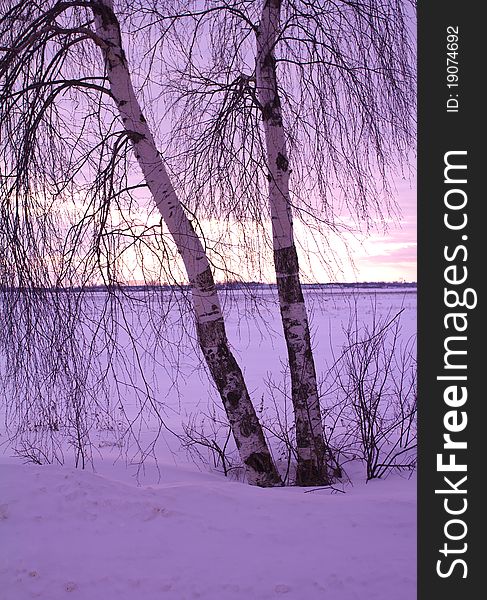 Two birches at sunset in the field