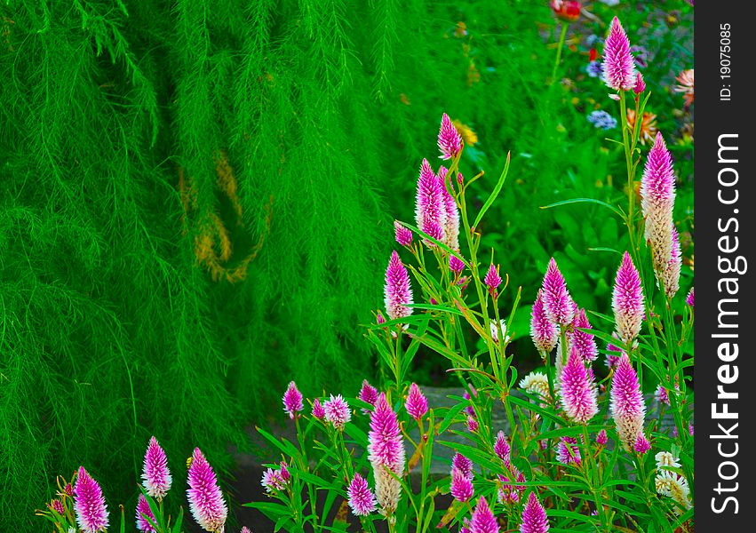 Magenta flowers in a field of green