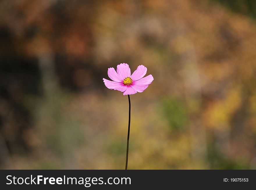 A pink cosmos flower with a yellow center and thin stem. A pink cosmos flower with a yellow center and thin stem