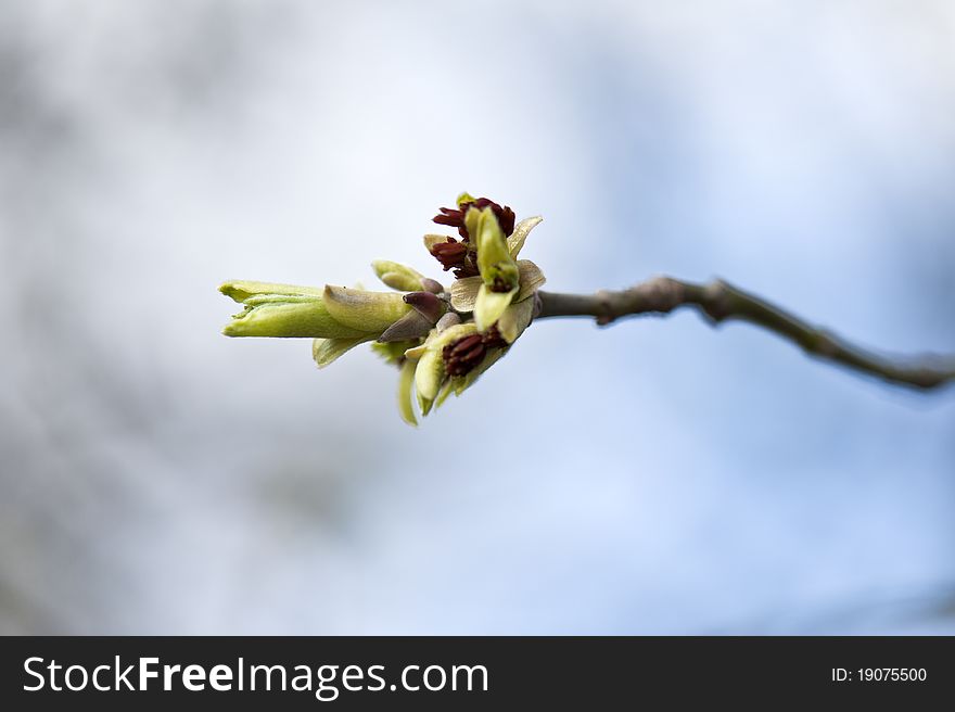 Spring bud on the branch