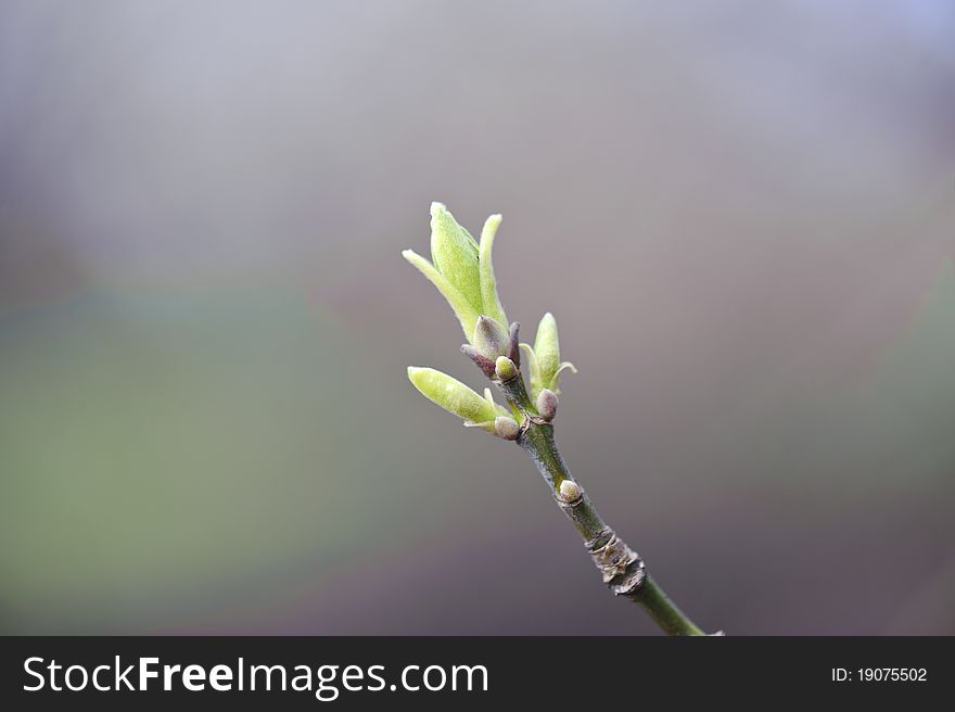 Close Up Of Bud On The Branch