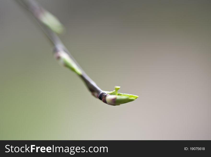 Close-up of fresh spring bud with de-focus background
