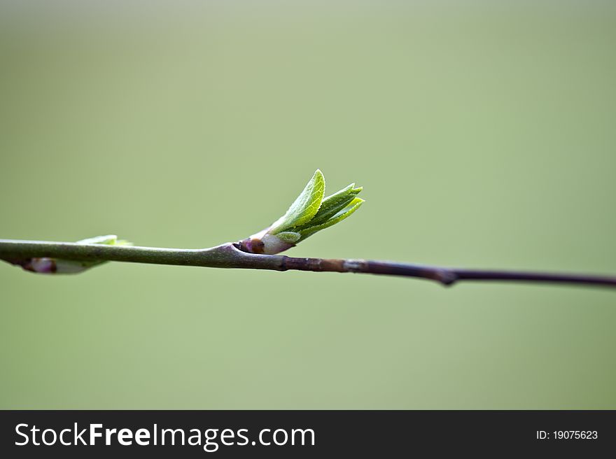 Fresh spring bud on green de-focus background