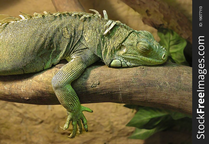 Big green iguana sleeps on a branch in terrarium. Big green iguana sleeps on a branch in terrarium.