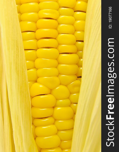 Closeup view of a ripe corn in a cob