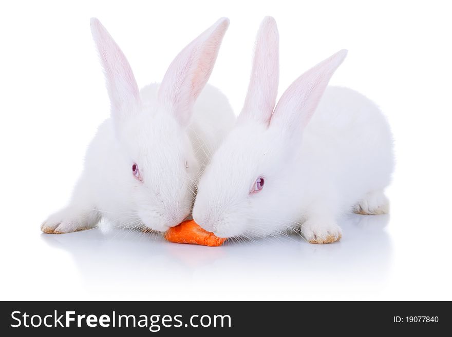 Two Rabbits Eating From One Carrot