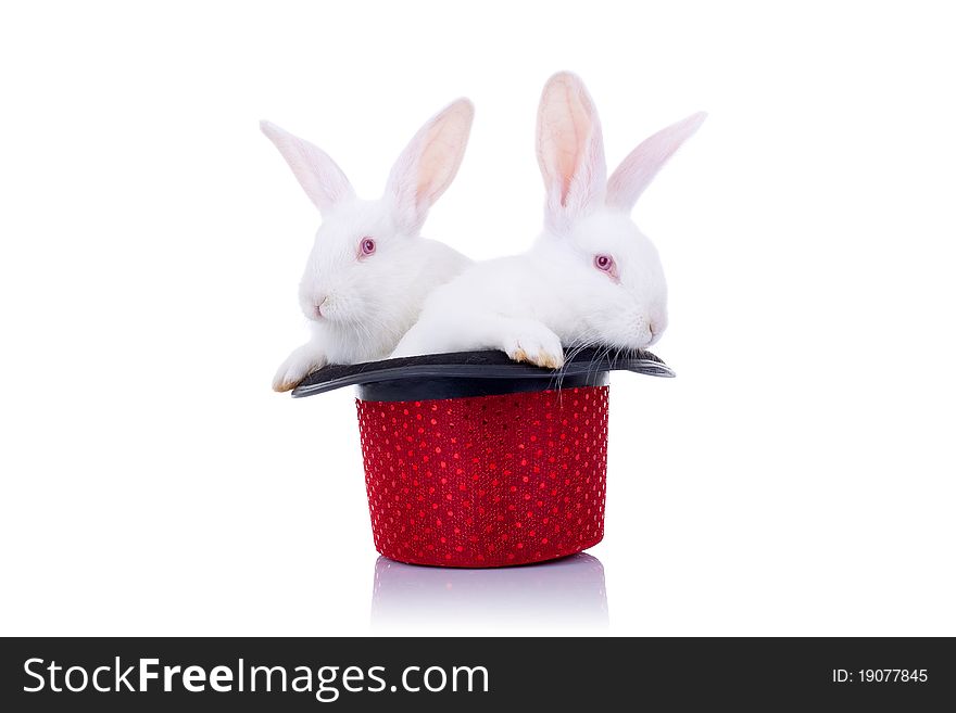 Two cute little bunnies standing in a hat, over white background. Two cute little bunnies standing in a hat, over white background