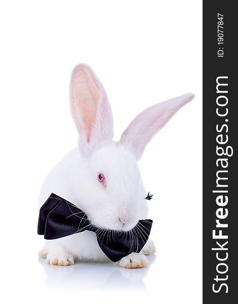 Close up of a adorable bunny withe black bow tie, front view