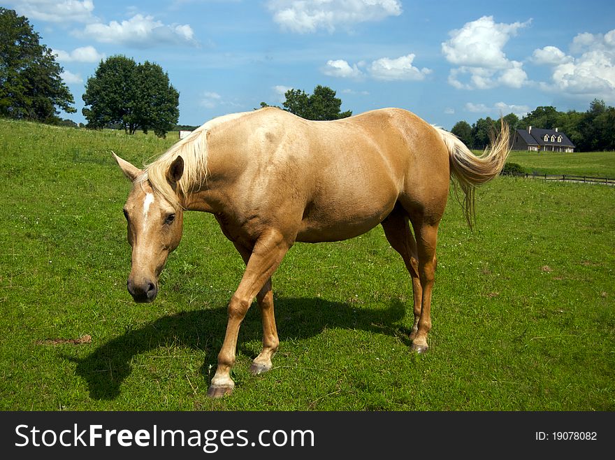 Horse epitomizes country life in Kentucky. Horse epitomizes country life in Kentucky