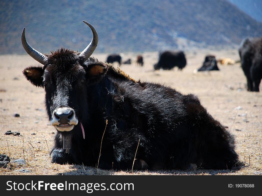 The cattle on the grassland