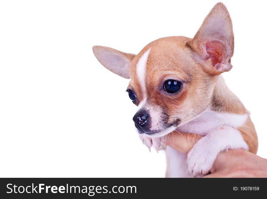 Chihuahua small puppy, being held  on the white