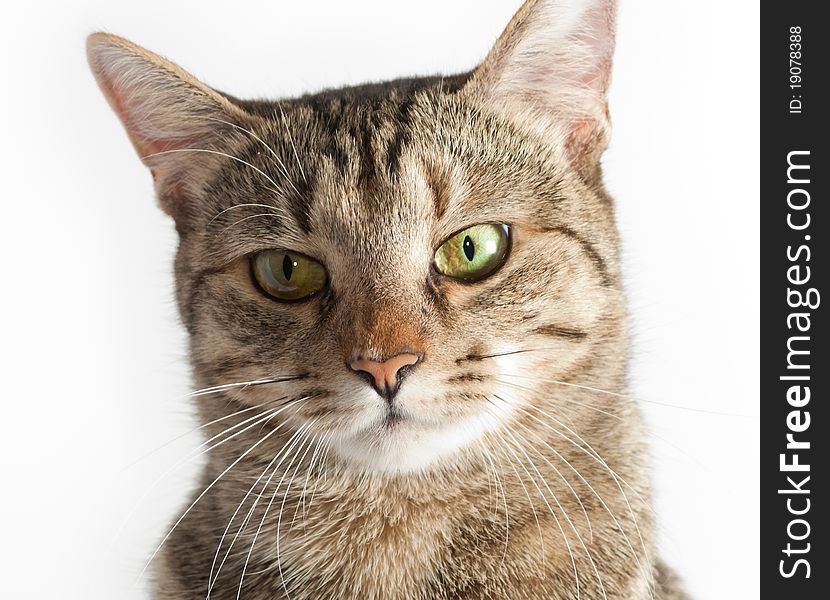Cat Portrait, Closeup