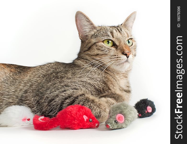 Lying grey cat with toy mice