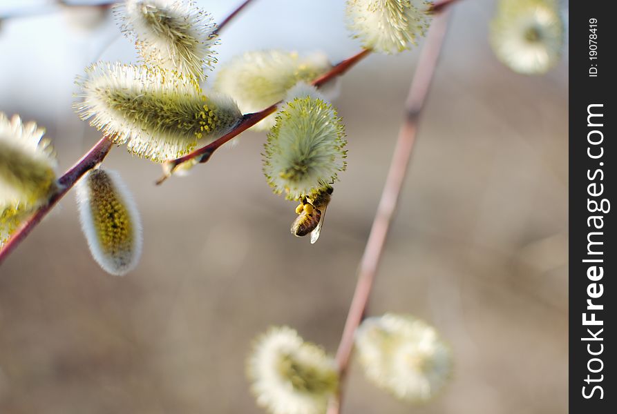 Beautiful pussy willow flowers and a bee