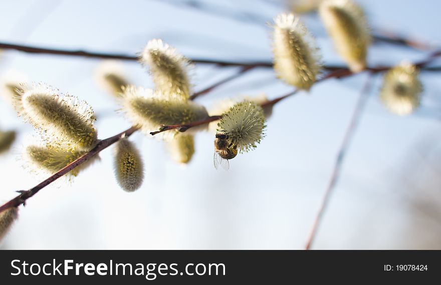 Beautiful pussy willow flowers and a bee
