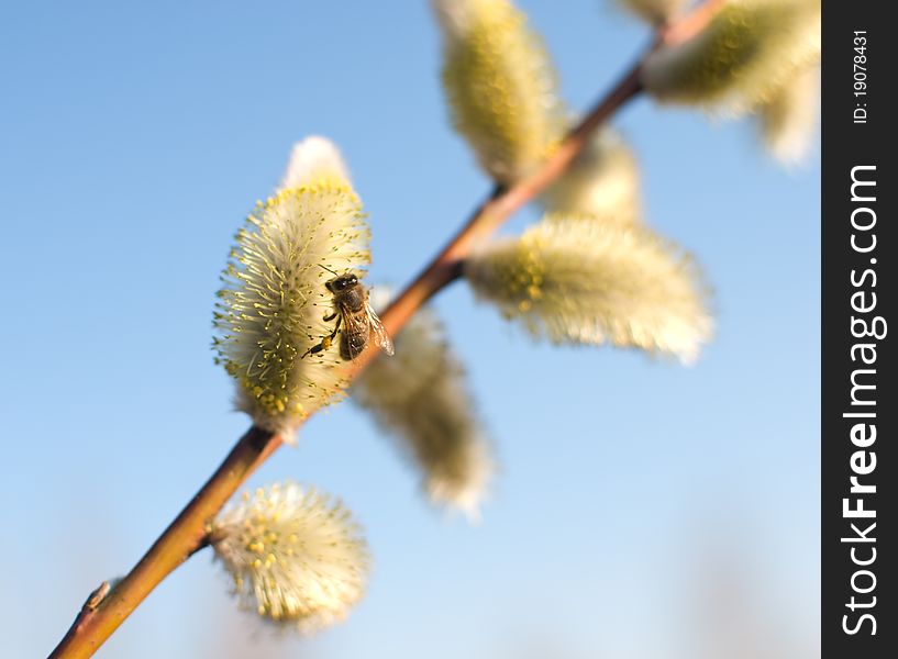 Beautiful pussy willow flowers branches in sunlight with blue sky in background. Beautiful pussy willow flowers branches in sunlight with blue sky in background