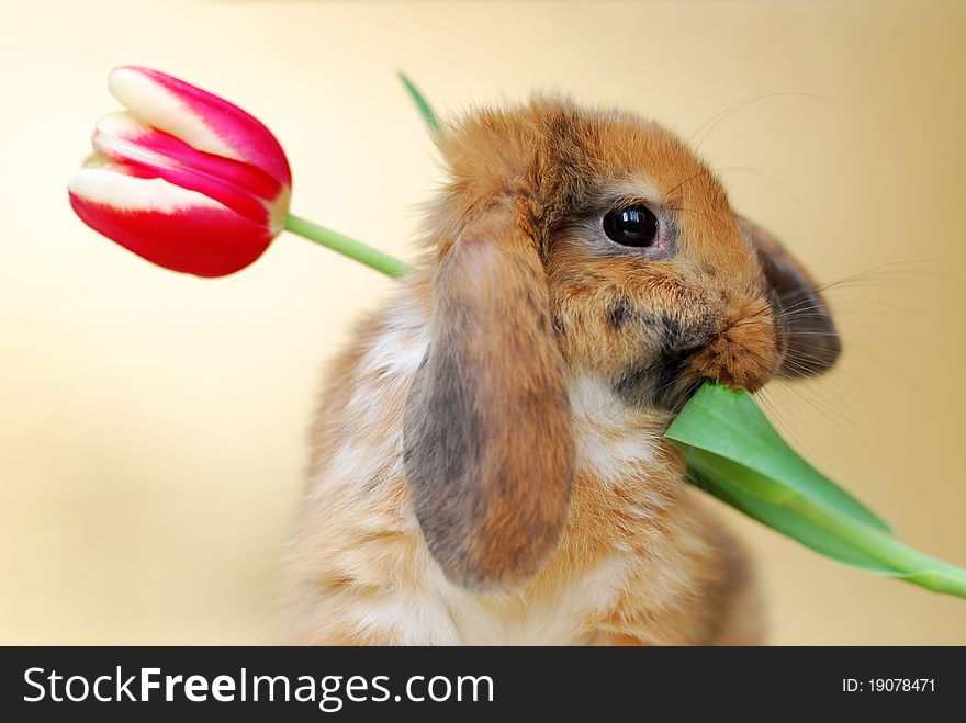 Cute little easter rabbit with red tulips. Cute little easter rabbit with red tulips