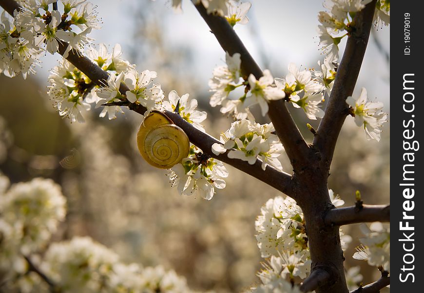 Snail on a branch covered with spring flowers