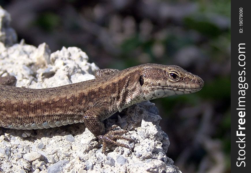 European common lizzard - Lacerta agilis