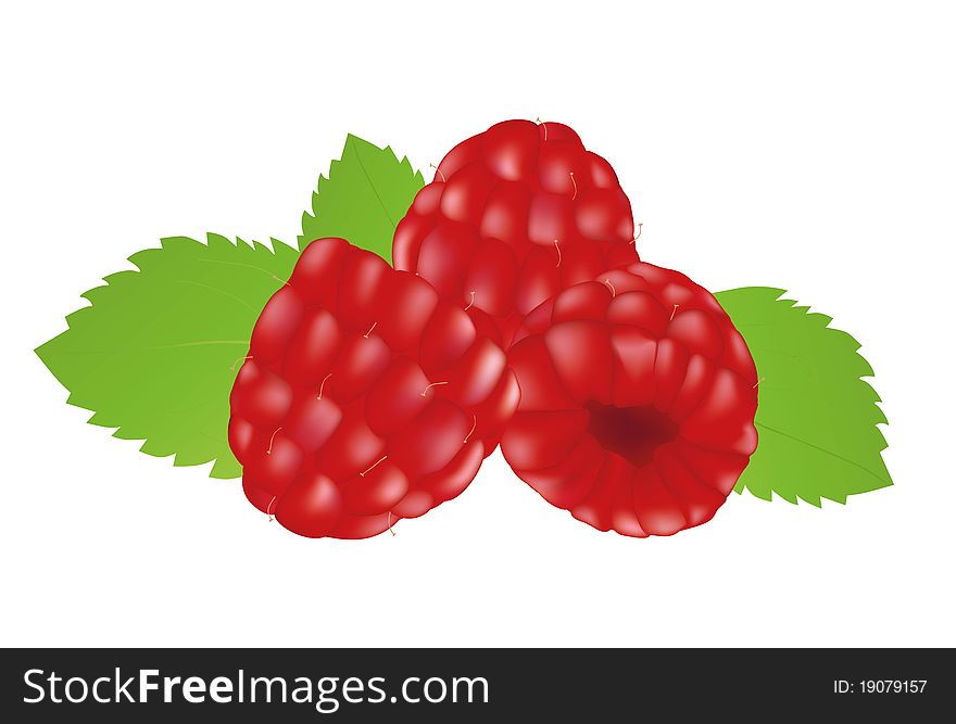 Raspberries on the white background. Raspberries on the white background
