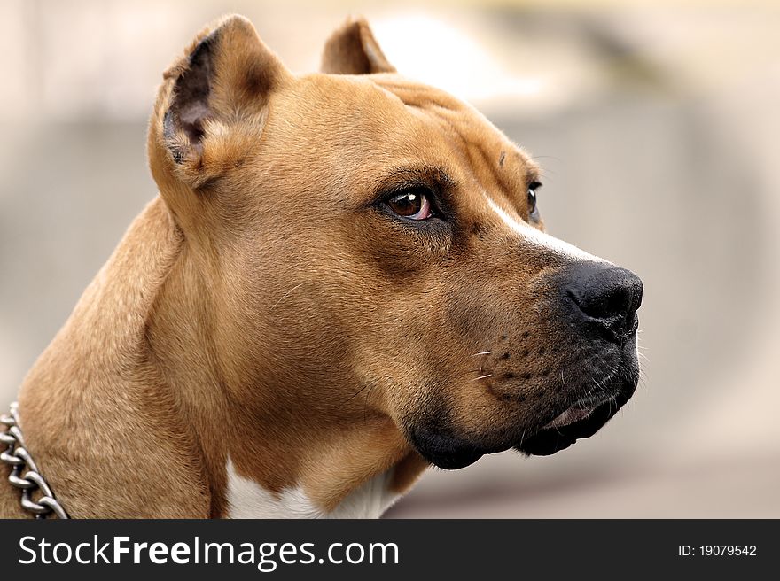 Portrait of a dog close up