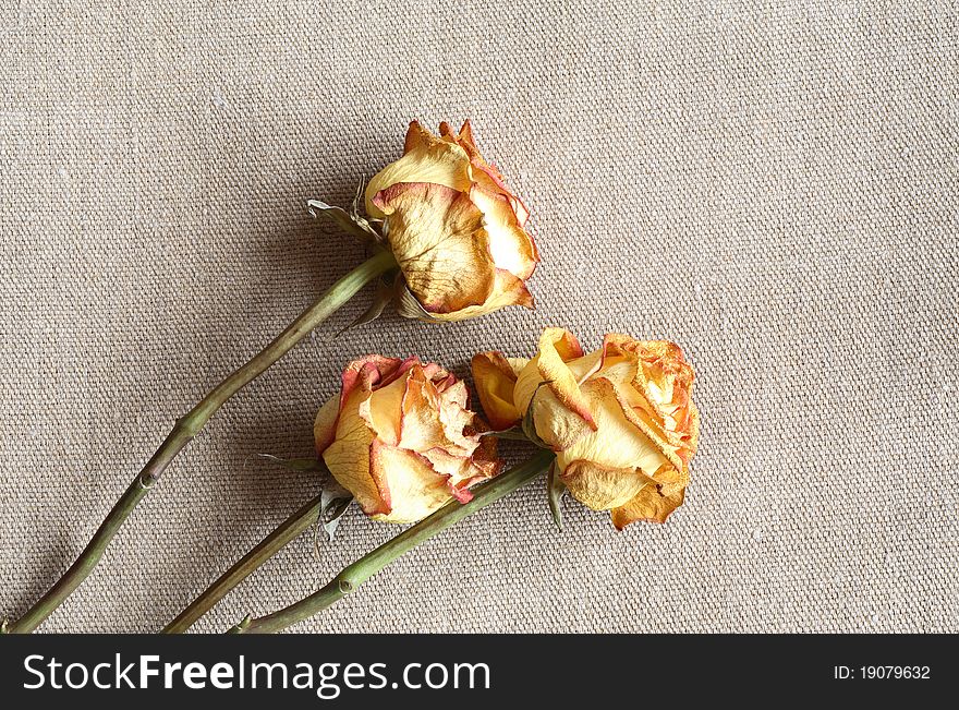 Three dry yellow roses lying on gray canvas background. Three dry yellow roses lying on gray canvas background