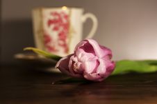 Tulip And Cup Royalty Free Stock Images Tulip And Cup Royalty Free Stock Images