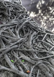 Tree Roots Royalty Free Stock Image Tree Roots Royalty Free Stock Image