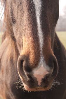 Nose Of A Horse Royalty Free Stock Image