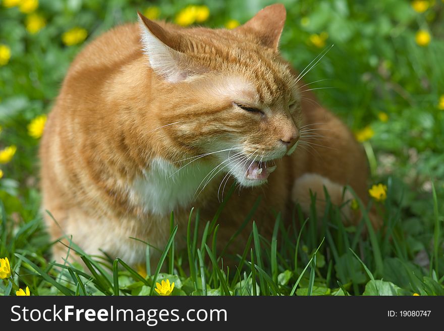 Red cat eats grass in a lawn. Red cat eats grass in a lawn