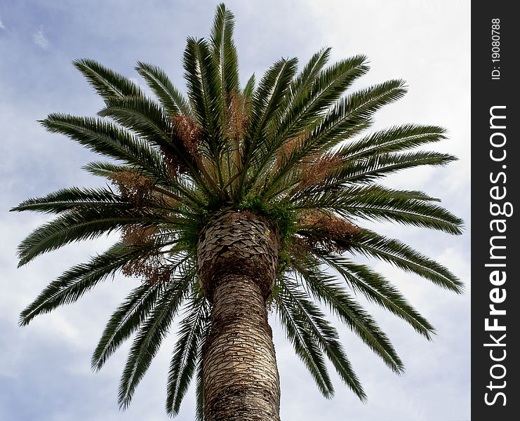 Regular palm crown in south Italy