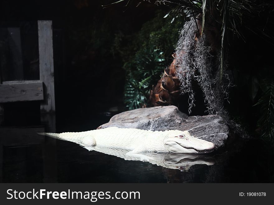 Albino Alligator Swimming In Man Made Habitat