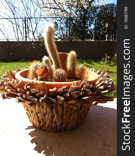 Beautiful cactus in wooden vessel. Beautiful cactus in wooden vessel