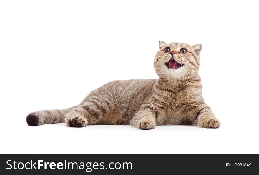 Striped British kitten lying looking up isolated