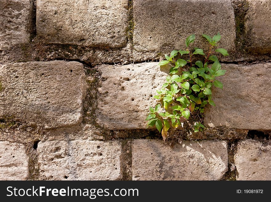 Lonely green plant growing on a stone wall. Lonely green plant growing on a stone wall