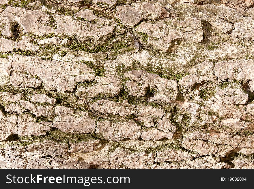 Close up of old bark with moss. Close up of old bark with moss