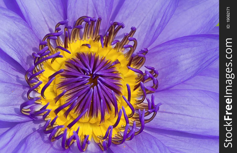 Close up violet water lilly