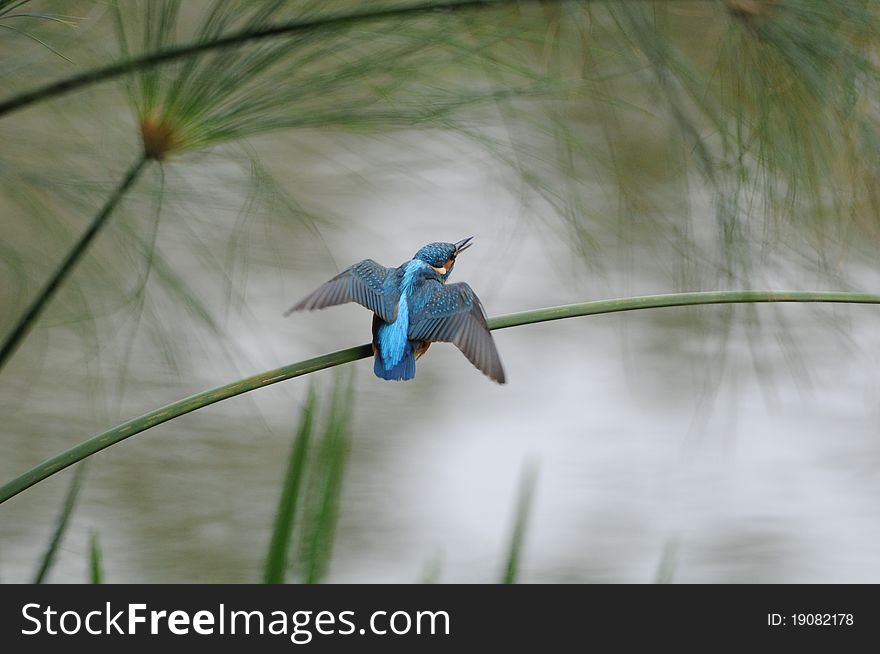 Alcedo atthis on the branches