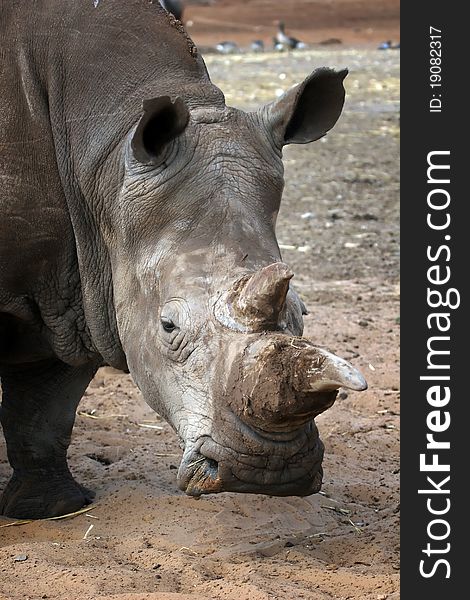 A white rhino close up portrait