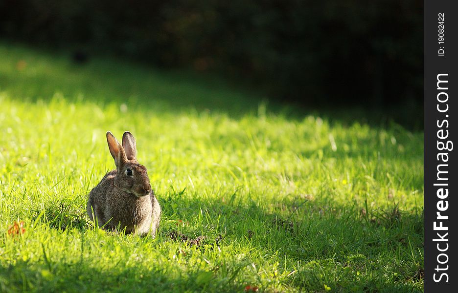 Cute Gray Rabbit Sitting On The Green Grass. Cute Gray Rabbit Sitting On The Green Grass